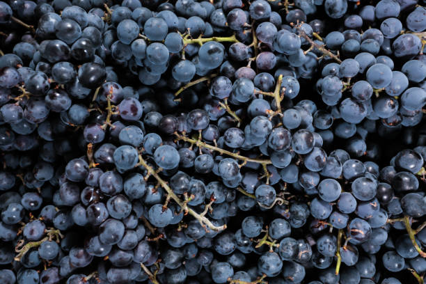 istock Red wine grapes on dark background / blue grapes/ wine grapes. 850868056