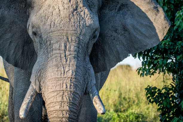 istock Close up of an old Elephant bull. 850871634