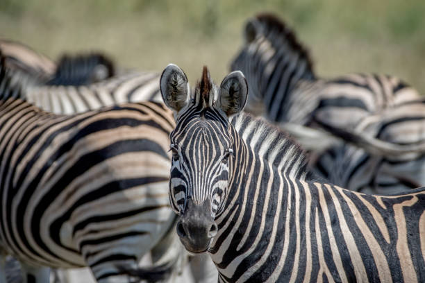 istock Zebra starring at the camera in Chobe. 850871846