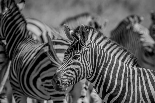 istock Side profile of a Zebra in a herd. 850871928