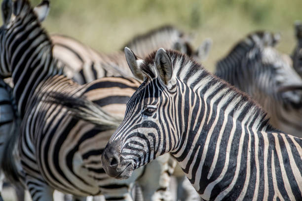 istock Side profile of a Zebra in a herd. 850871942