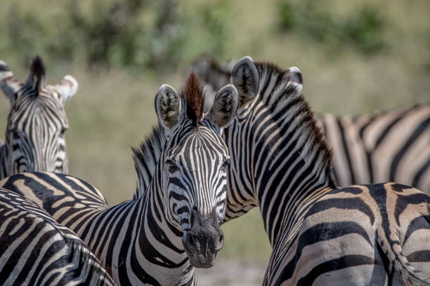 istock Zebra starring at the camera in Chobe. 850871946