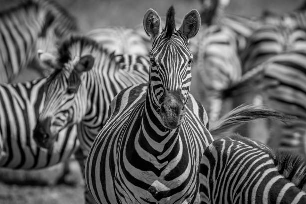 istock Zebra starring at the camera in Chobe. 850872072