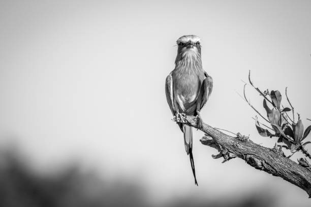 istock Lilac-breasted roller sitting on a branch. 850872124