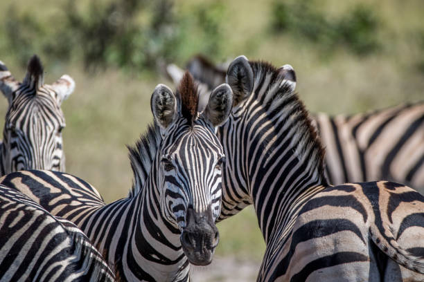 istock Zebra starring at the camera in Chobe. 850872144