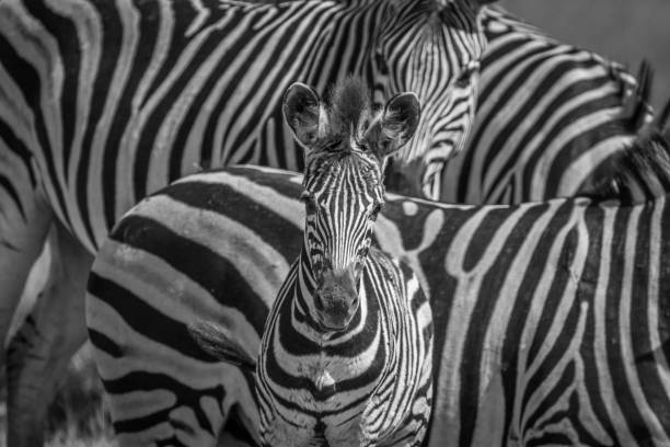 istock Zebra starring at the camera in Chobe. 850872158