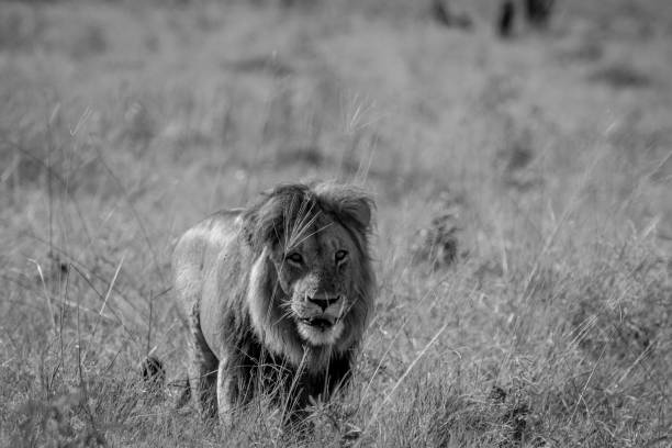 istock Big male Lion walking in the grass. 850876002