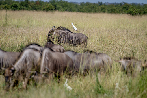 Blue wildebeests standing in the grass with a Cattle egret in the Chobe National Park, Botswana.