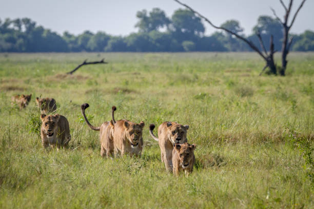 istock Pride of Lions walking in the grass. 850876044