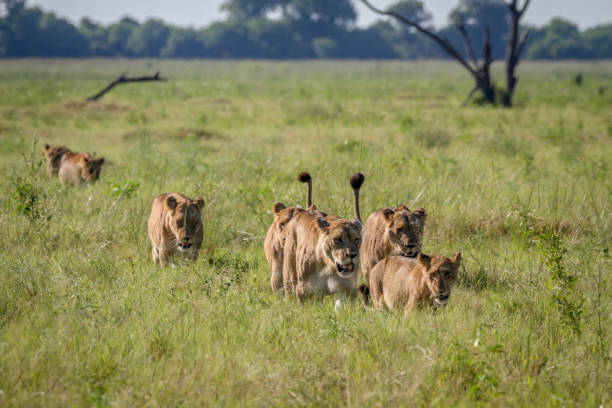 istock Pride of Lions walking in the grass. 850876130