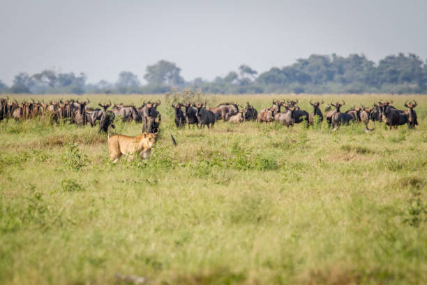istock Lion walking in front of Blue wildebeests. 850876154