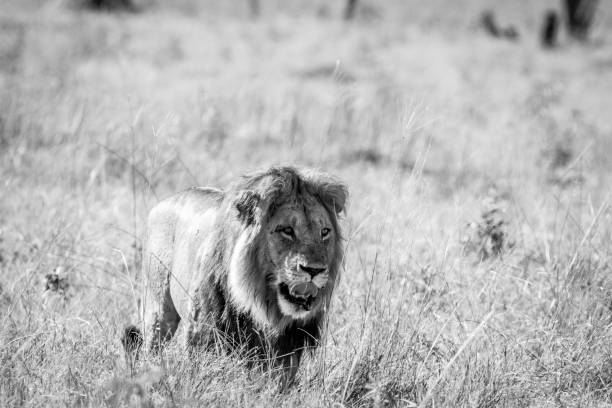 istock Big male Lion walking in the grass. 850876190