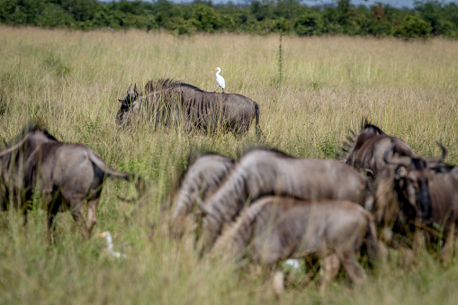 Blue wildebeests standing in the grass with a Cattle egret in the Chobe National Park, Botswana.