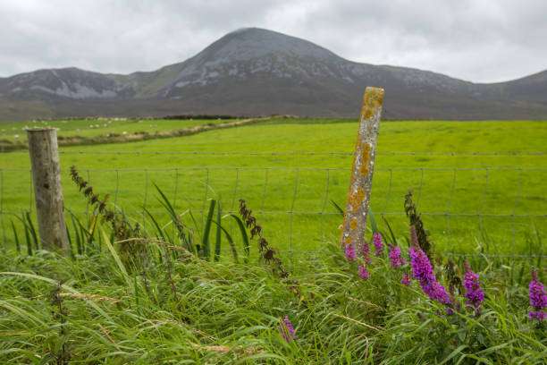 croagh патрик на солнечный день - croagh patrick стоковые фото и изображения