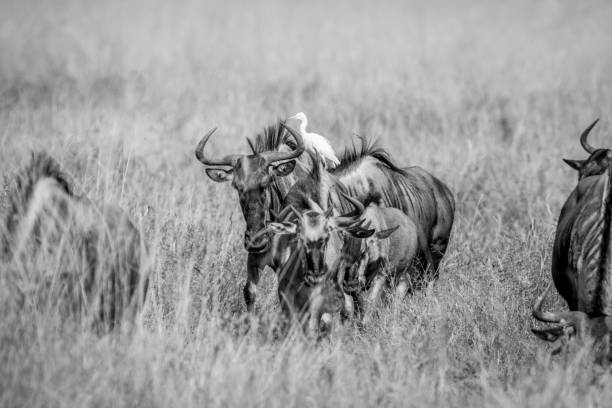 istock Blue wildebeests standing in the grass with a Egret. 850876304