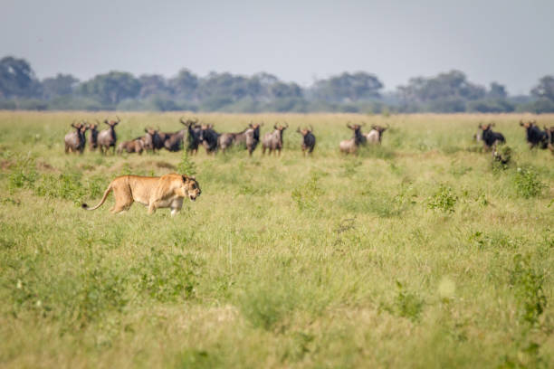 istock Lion walking in front of Blue wildebeests. 850876538