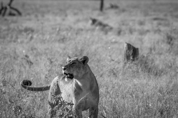 istock Lioness standing in the grass. 850876550