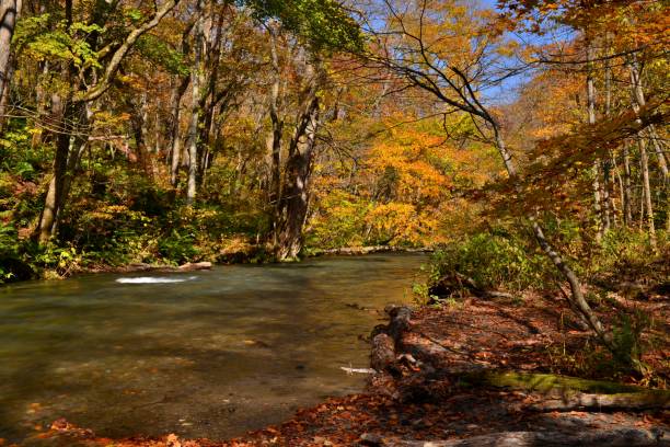 istock Oirase Mountain Stream in Autumn, Aomori, Japan 850880916