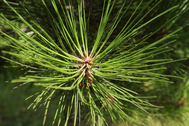 istock Green needles of pine tree. 850883914
