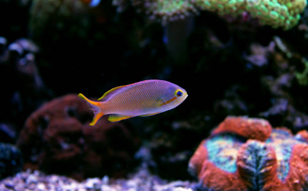 Squareback Anthias (Pseudanthias pleurotaenia) Coral reef aquarium tank scene pseudanthias pleurotaenia stock pictures, royalty-free photos & images