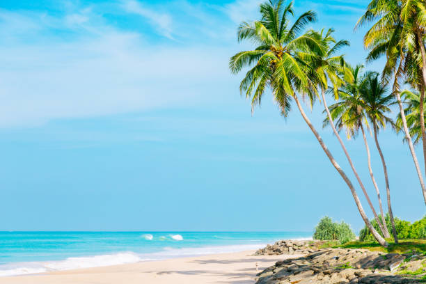istock Coconut trees and turquoise Indian Ocean 850889432