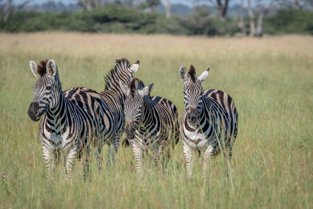 istock Group of Zebras standing in the grass. 850895054