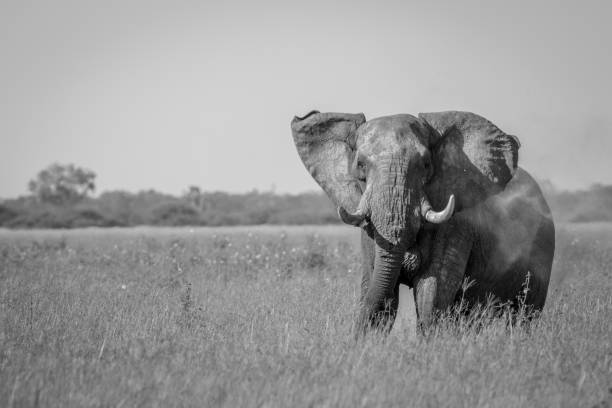 istock Big Elephant bull showing some attitude. 850895776