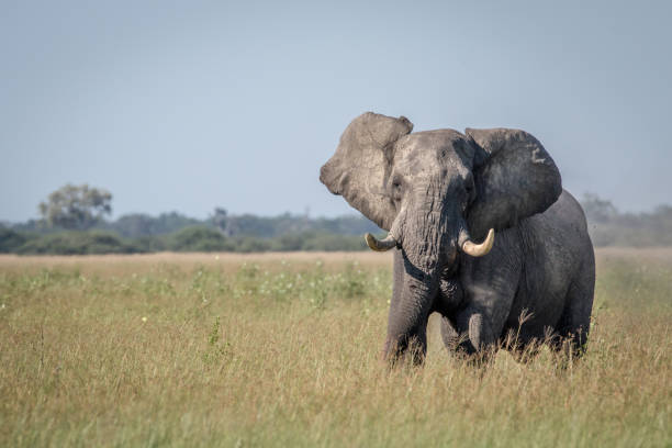 istock Big Elephant bull showing some attitude. 850897566