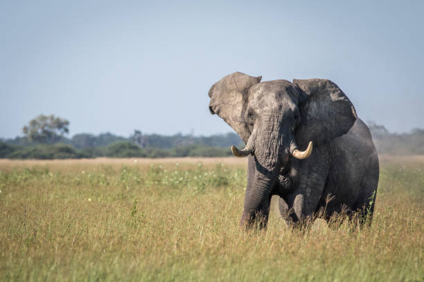 istock Big Elephant bull showing some attitude. 850897570