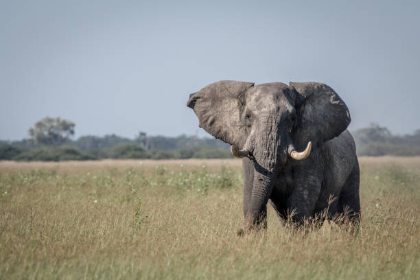 istock Big Elephant bull showing some attitude. 850897938