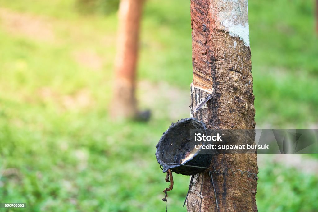 Rubber tree (Hevea brasiliensis) produces latex. By using knife cut at the outer surface of the trunk. Latex like milk Conducted into gloves, condoms, tires, tires and so on. Horizontal Stock Photo