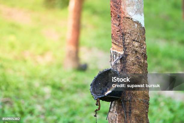 Rubber Tree Produces Latex By Using Knife Cut At The Outer Surface Of The Trunk Latex Like Milk Conducted Into Gloves Condoms Tires Tires And So On Stock Photo - Download Image Now