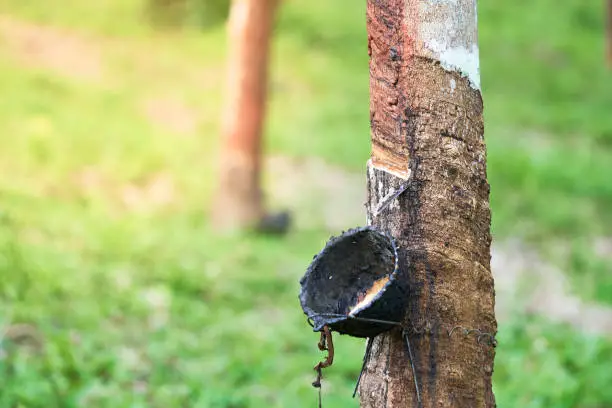 Rubber tree (Hevea brasiliensis) produces latex. By using knife cut at the outer surface of the trunk. Latex like milk Conducted into gloves, condoms, tires, tires and so on.