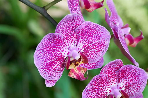 Beautiful orchid flower and green leaves background in the garden .Orchids close up