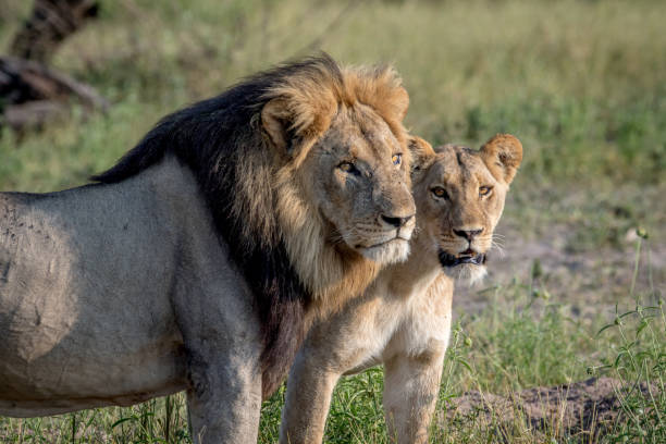 istock Lion mating couple standing in the grass. 850906070