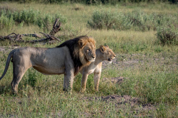 istock Lion mating couple standing in the grass. 850906128