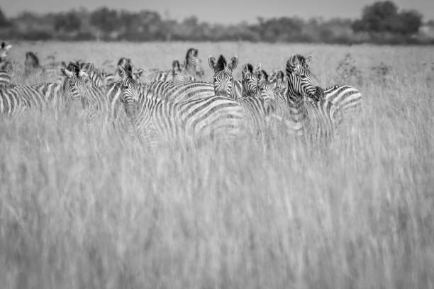 istock Group of Zebras standing in the high grass. 850906146