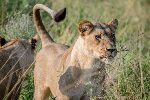 istock Lion standing in the high grass and starring. 850906236