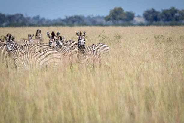 istock Group of Zebras standing in the high grass. 850906250