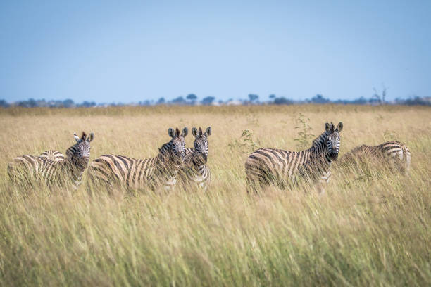 istock Group of Zebras standing in the high grass. 850906320