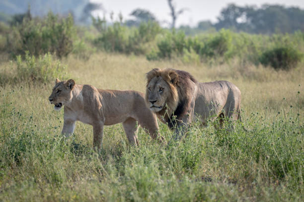 istock Lion mating couple walking in the grass. 850906332