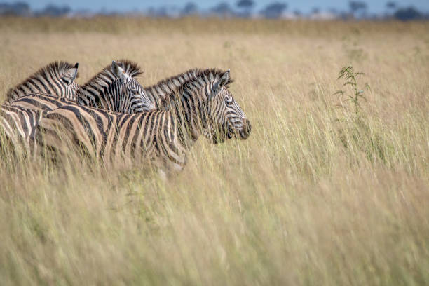 istock Group of Zebras standing in the high grass. 850906346