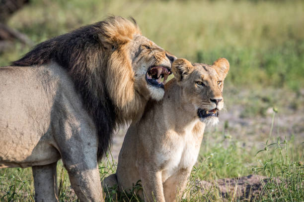istock Lion mating couple standing in the grass. 850906390