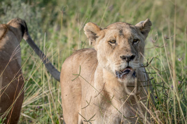 istock Lion standing in the high grass and starring. 850906442