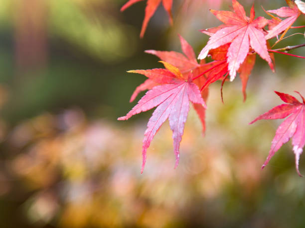 gros plan de feuilles d’érable rouge en direction des arbres pendant la saison d’automne au japon avec flare lumière chaude - branch dry defocused close up photos et images de collection