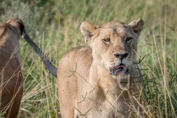istock Lion standing in the high grass and starring. 850906532