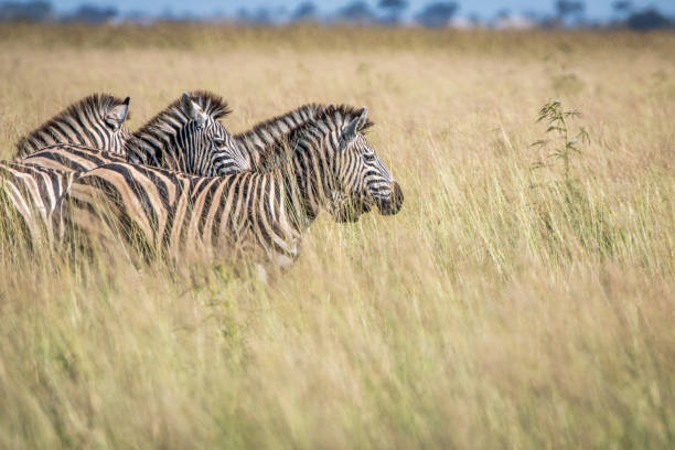 istock Group of Zebras standing in the high grass. 850906534