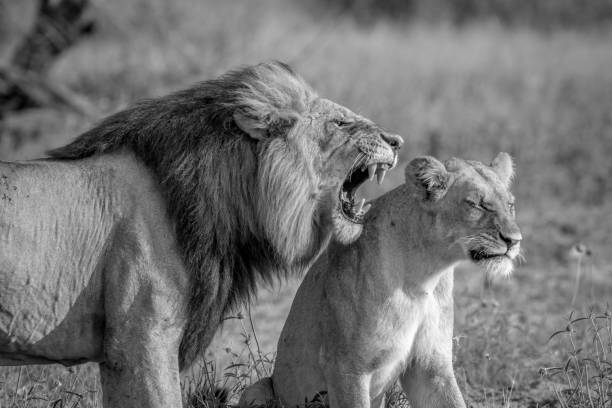 istock Lion mating couple standing in the grass. 850906576