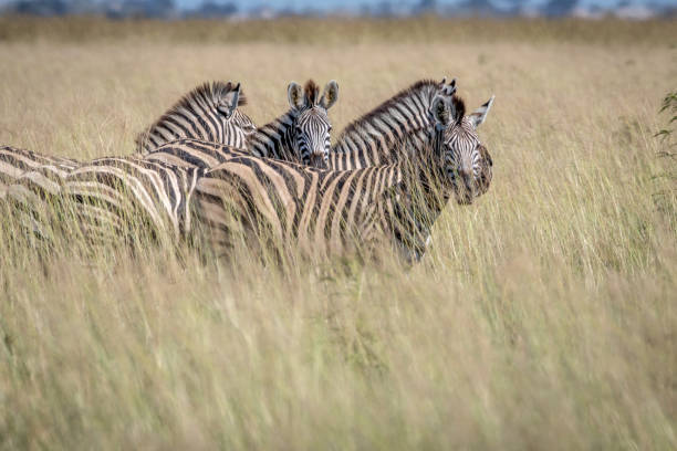 istock Group of Zebras standing in the high grass. 850906582