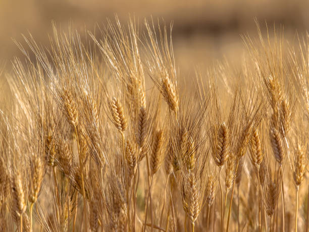 поле ячменя в солнечный день - barley стоковые фото и изображения